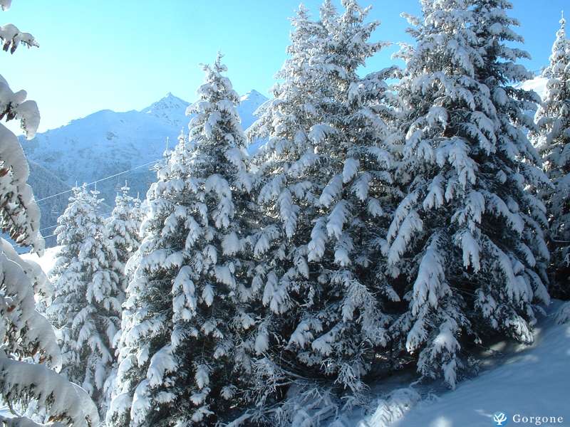Location Mottaret Annonce 2566-9